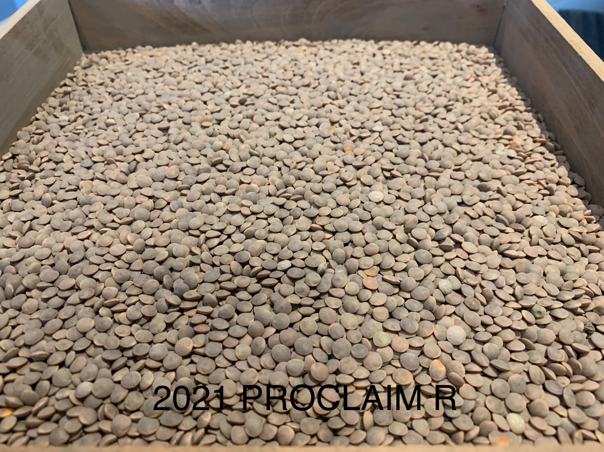 CDC Proclaim - registered small red lentil Image
